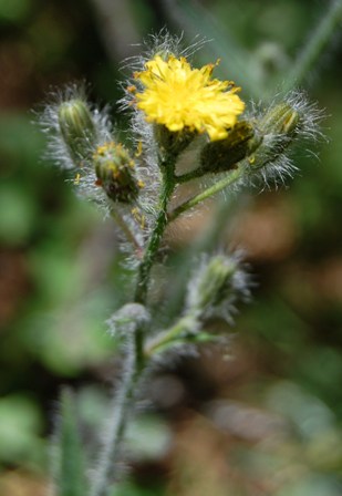 Hiericum scouleri